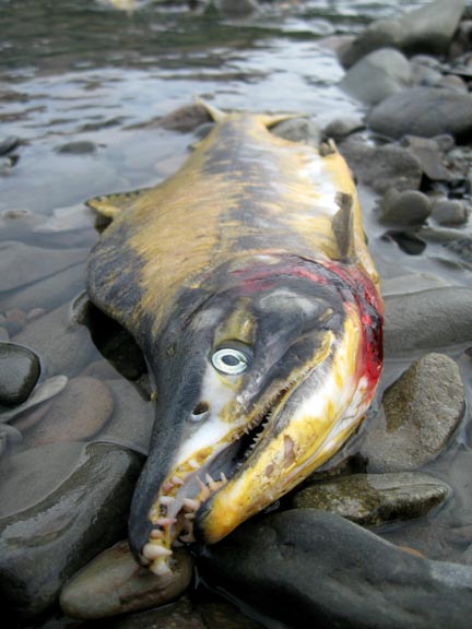 salmon fishing essay salmon fishing essay