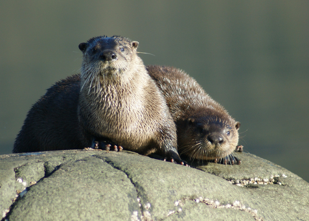 alaska wildlife photos