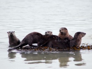 Alaska River Otters
