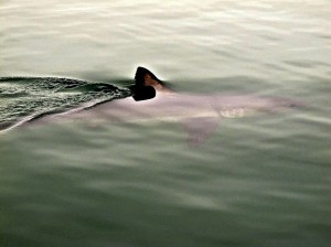 Salmon shark sighting, Nakalilok Bay