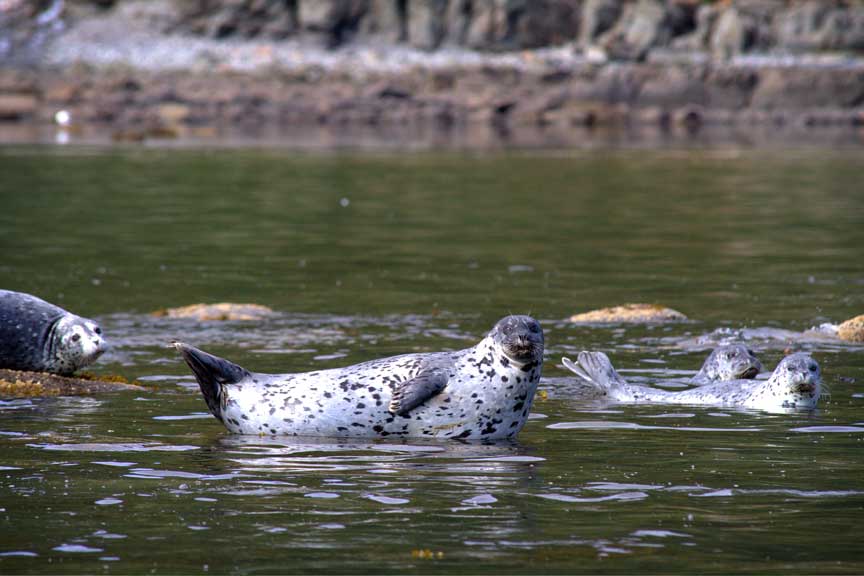Alaska Harbor Seals