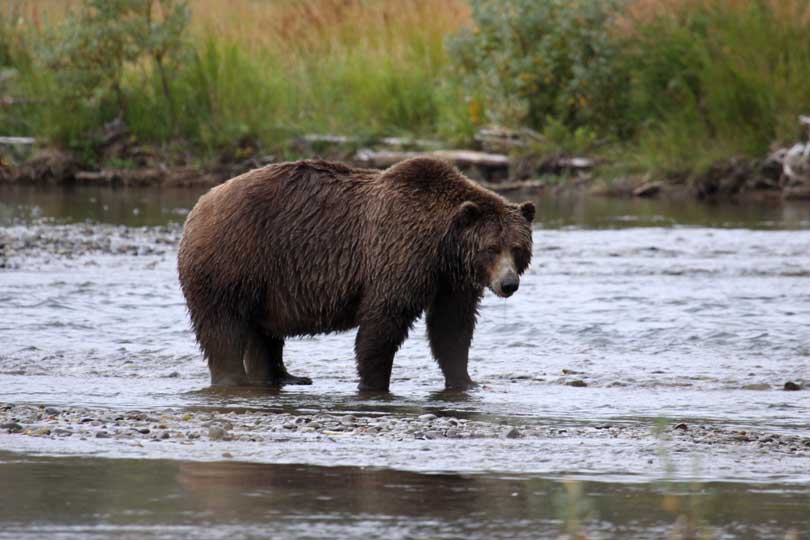 Alaska Coastal Brown Bear