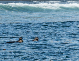 alaska-peninsula-sea-otters